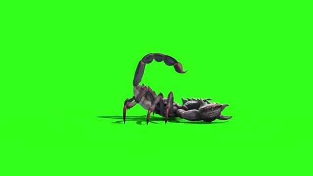 Animal Scorpio Attack Tail Loop Side Green Screen 3D Rendering
