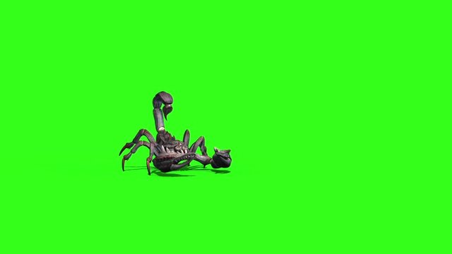 Animal Scorpio Walk Front Green Screen 3D Rendering
