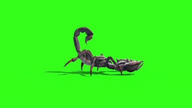 Animal Scorpio Walk Loop Side Green Screen 3D Rendering