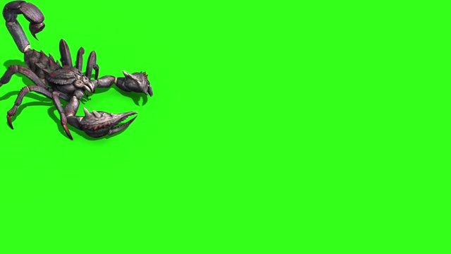 Animal Scorpio Walk Side Green Screen 3D Rendering