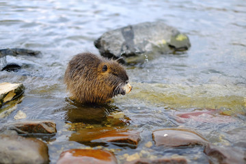 Fototapeta premium Little water nutria on the pond