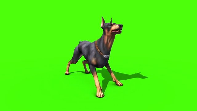 Animals Dog Doberman Bark Loop Green Screen 3D Rendering Animation