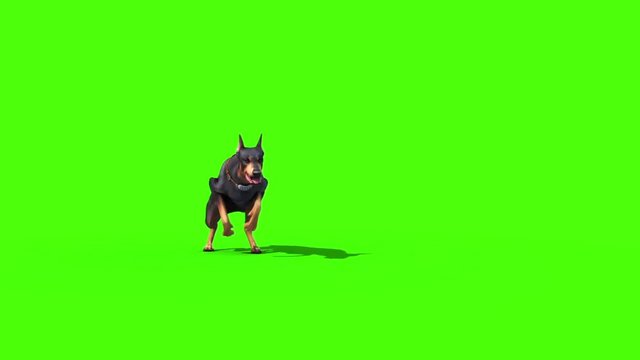 Green Screen Dog