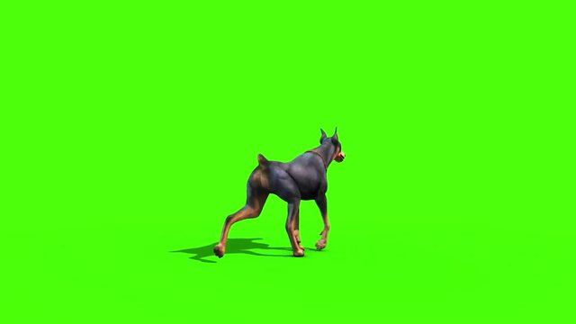 Animals Dog Doberman Walks Back Green Screen 3D Rendering Animation