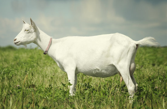 Portrait of a white goat on the meadow