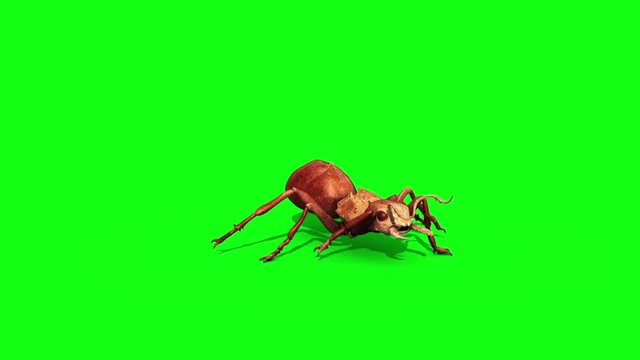 Ant Insect Walks Green Screen 3D Rendering Animation