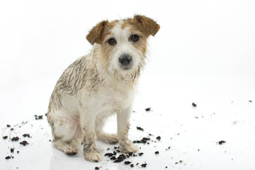 Fototapeta premium DIRTY JACK RUSSELL DOG AFTER PLAY IN A MUD PUDDLE ISOLATED ON WHITE BACKGROUND. STUDIO SHOT. COPY SPACE.