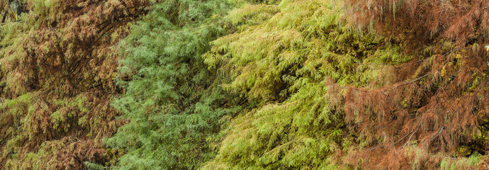 Bald cypress tree foliage in autumn