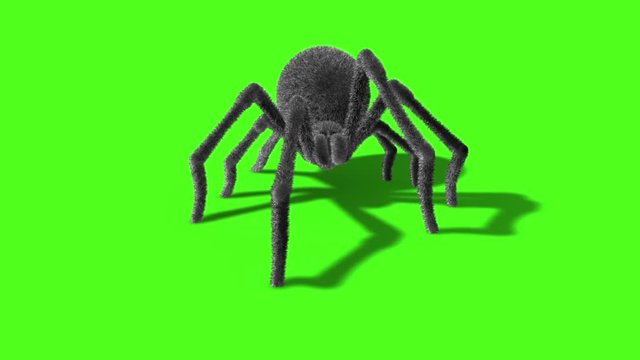 Arachnid Black Widow Spider Front Green Screen 3D Rendering Animation