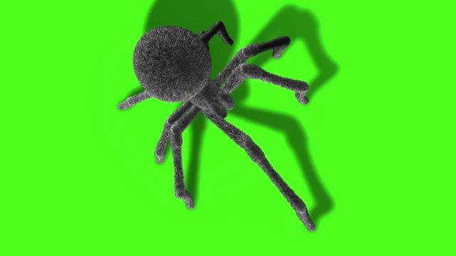 Arachnid Black Widow Spider Green Screen 3D Rendering Animation
