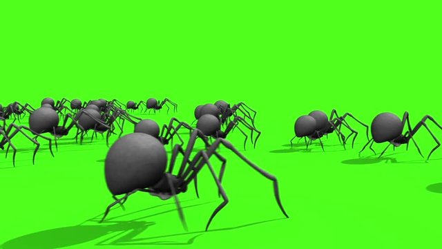 Arachnid Black Widow Spider Invasion Side Green Screen 3D Rendering Animation