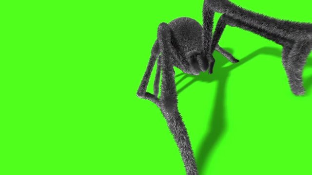 Arachnid Black Widow Spider on Wall Front Green Screen 3D Rendering Animation