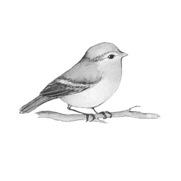 Small bird on branch. Black and white watercolor illustration