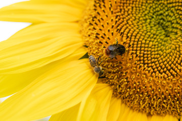 Biene auf Sonnenblume