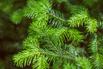  branch of young fir