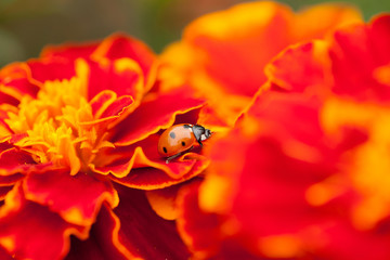 Close up of a ladybug between the pebbles of a marigold flower © Maarten Zeehandelaar