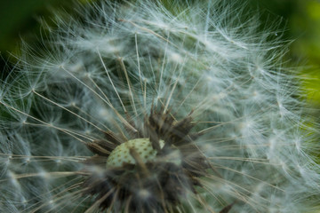 beautiful dandelion in the summer