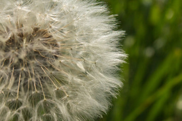 beautiful dandelion in the summer