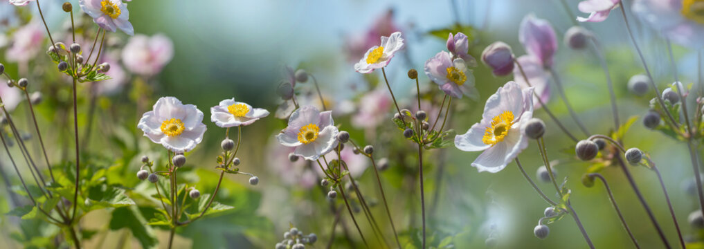 Fototapeta The panoramic view beautiful garden flower close up