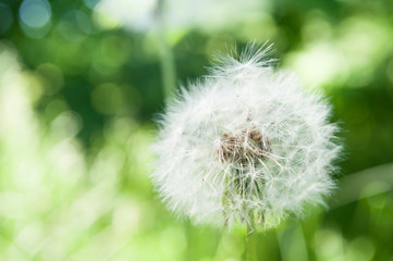 Dandelion seeds blowing in the wind across a summer field background, conceptual image meaning