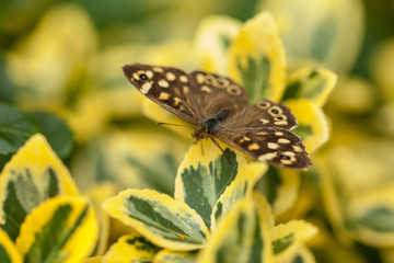 Butterfly resting on a yellow and green leafs
