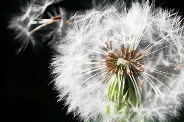 Close-up of dandelion isolated on a black background