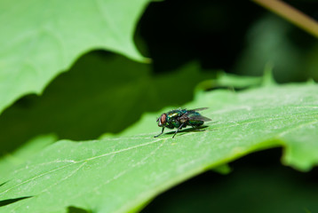 A macro photograph of a fly, a fly sits on a green leaf