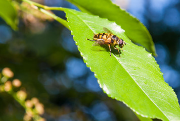 A macro photograph of a yellow fly that sits on a green leaf