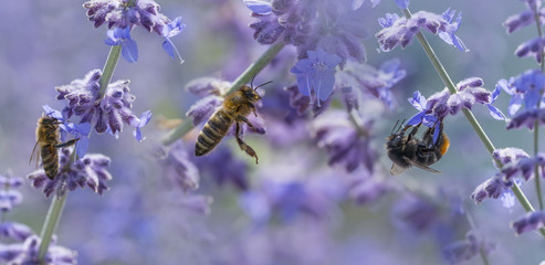 bees and bumblebee on lavender close up
