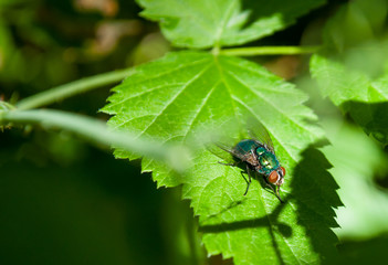 A macro photograph of a fly that sits on a green leaf
