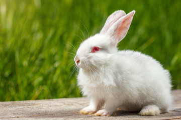 cute white rabbit on natural green background - obrazy, fototapety, plakaty