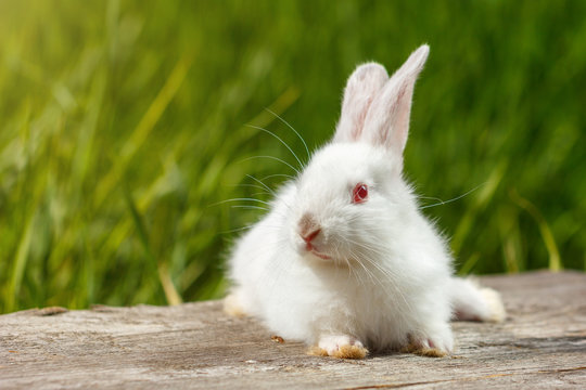 cute white rabbit on natural green background