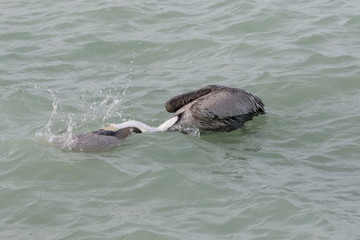 Fototapeta premium Fishing Pelican