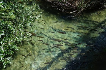 Fische im Fluss - Plitvice