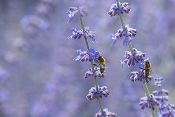 Obraz premium Bees on lavender flowers close up - macro photo