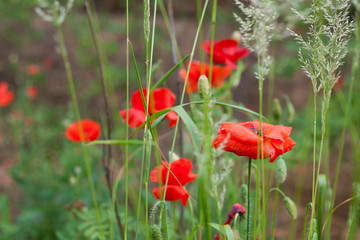 summer poppy 