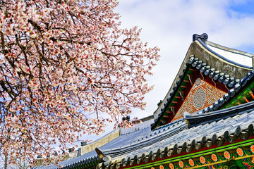 Naklejka premium Widok na piękne kwiaty wiśni w pałacu Gyeongbok wiosną w Seulu.