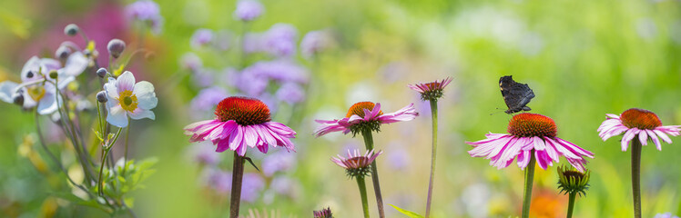 The panoramic view - garden flowers and butterfly close up