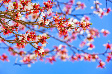 Fototapeta premium Widok na kwitnące wiśnie wiosną w Seulu, w Korei Południowej.
