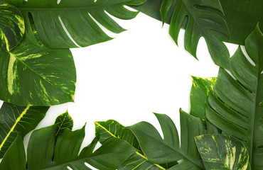 Fototapeta na wymiar Still life photo tropical concept with frame of monstera vine leaf top view flat layout mockup