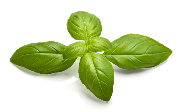 Fresh basil leaves or green leaves, isolated on white background. Isolated basil leaf, fresh herbs.