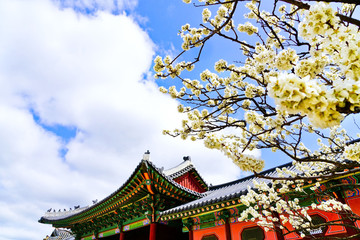 Obraz premium Widok na piękne kwiaty wiśni w pałacu Gyeongbok wiosną w Seulu.