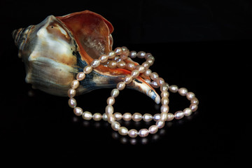 Composition with Sea Shell, Pearl Necklace. Black Background. Still Life. Jewels.
