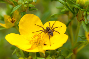 Cross spider on a bright yellow peddle