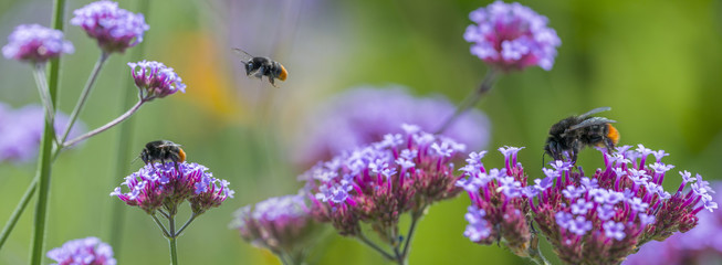 bumblebees close up on flowers in the garden