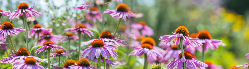 The Echinacea flowers - coneflowers close up in the garden