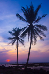Fototapeta na wymiar Silhouette coconut palm trees on beach at sunset, Koh Lanta in Thailand
