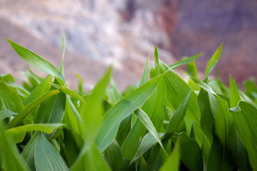 Fototapeta na wymiar Corn leaves on the background of a mountain in the Nepal garden.