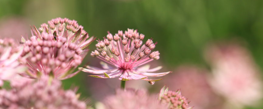 Rosa bl&uuml;hende Sterndolde  Bannerformat