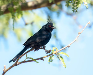 Phainopepla